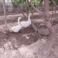 قوغاز|حیوانات مزرعه|اصفهان, شهرک کوثر|دیوار
