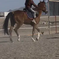 اسب ترکمن مادیان