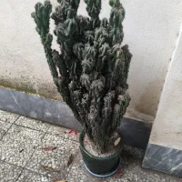 کاکتوس صخره ای با گلدان سرامیکی