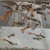 160قطعه گوپی