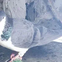 کبوتر گم شده نر
