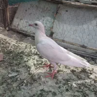 جوجه سار