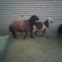 قوچ