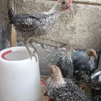 جوجه مرغ و خروس براکل و سیبرایت