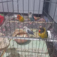 طوطی برزیلی رام