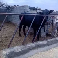 گوساله جوانه دوساله مناسب قربانی وگوساله ماده