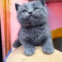 بچه گربه بریتیش صورت خرسی لپ دار