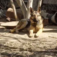 سگ ژرمن ورک ماده