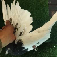 کله سیاه|حیوانات مزرعه|کرمان, |دیوار