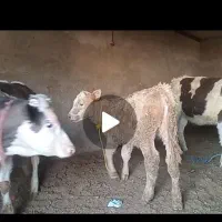 گوساله سیمینتال نروماده