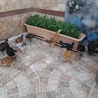 جوجه محلی
