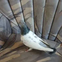 سینه سبز صید