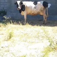 گاوشیری هلندی آبستن
