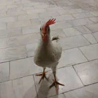 جوجه خروس