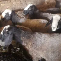 گوسفند‌‌‌و بره
