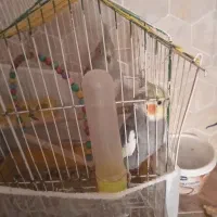 عروس هلندی جفت