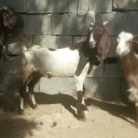 کهره نریا چپشت