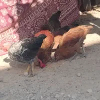 جوجه محلی سرحال