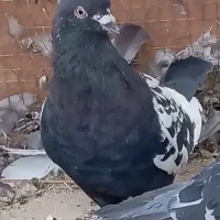 زاغ سینه سیاه سبز کله دمبی دم ...