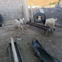 بز و‌تکه