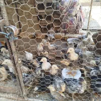 جوجه مرغ ۲ماهه گلین و لاری