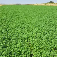 یونجه درجه یک/ کاه\گندم / نخود
