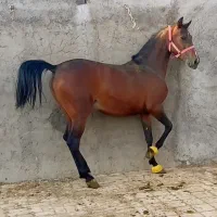 اسب سواری دار