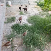 مرغ خروس 7عدد لاری