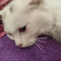 گربه|گربه|تبریز, |دیوار