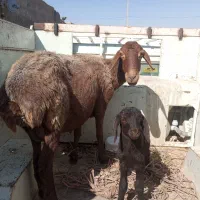 میش و بره ماده.بز ماده آبستن