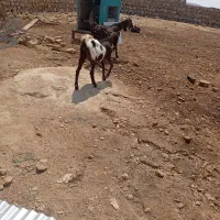 بزغاله ماده