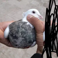 ۳جفت طوقی هفترنگ کاکل عتیقه