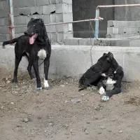 واگذاری سگ سراب