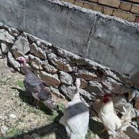 دوعدد بقلمون ومرغ هشت عدد تخم گذاروسه عددفروش