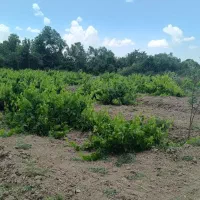 باغ انگور