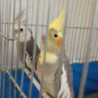 فروش عروس هلندی