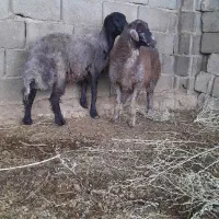 فروش بره‌مولدافشاری نرماده لنگ دوقلو