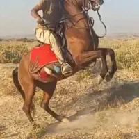 اسب مادیان 9 ماه آبستن