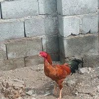 قیمت توافقی