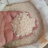 برنج عنبر بوی شوشتر فرآوری طالش