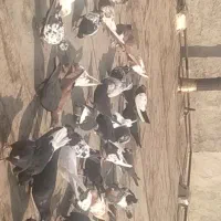 کبوتر پرشی