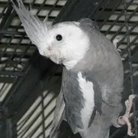 عروس هلندی جفت