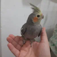 طوطی عروس هلندی