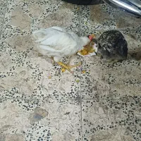 خروس