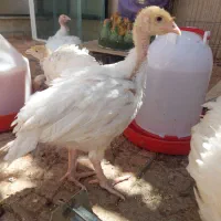 جوجه بوقلمون (بیوتی ۶)  ۵۰ روزه