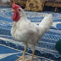 خروس کارخانه ای 600