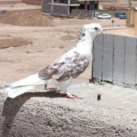 کبوتر، کفتر