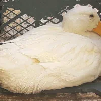 2 عدد اردک سفید بزرگ اهلی آرام خانگی خونگی