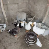 اردک