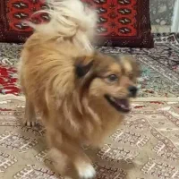 پامر روباهی خیلی باهوش با شناسنامه نر